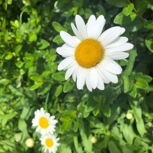 Meet your Posher, Blue